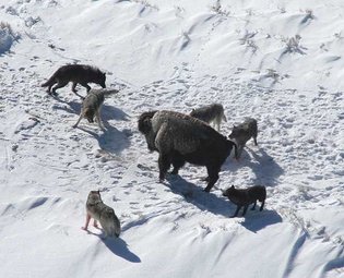 An American Bison standing its ground. By doing so, it avoids playing to the collective strength of the wolf pack (running), thereby increasing its chance for survival.