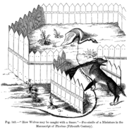 "How Wolves may be caught with a Snare."Facsimile of a Miniature in the Manuscript of Phoebus, 15th century.