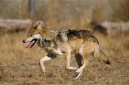 A Mexican Wolf (Canis lupus baileyi).