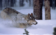 A Gray Wolf running in snow.