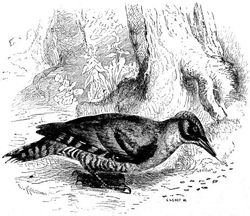 Green Woodpecker searching for insects, depicted in Scientific American Supplement, No. 492, June 6, 1885