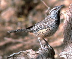 Cactus Wren