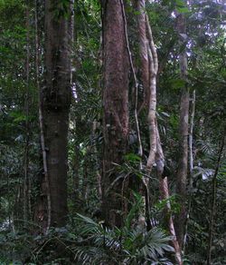 The Daintree Rainforest in Queensland, Australia. 