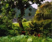 Rainforest on Fatu-Hiva, Marquesas Islands