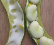 broad beans in the pod