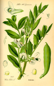 Plate showing broad beans, from Thom&eacute;, Flora von Deutschland, &Ouml;sterreich und der Schweiz, 1885.