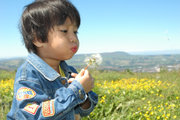 A child blows a dandelion clock