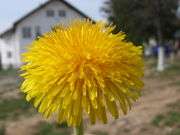 Macro photo of a dandelion