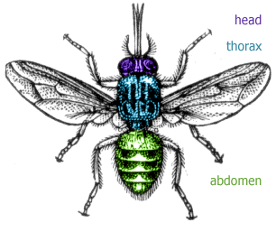Diagram of a tsetse fly, showing the head, thorax and abdomen