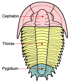 The trilobite body is divided into three major sections, a cephalon with eyes, mouthparts and sensory organs such as antennae, a thorax of multiple similar segments (that in some species allowed enrollment), and a pygidium, or tail section. © Sam Gon III