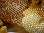honey comb