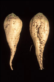 Two sugar beets - the one on the left has been cultivated to be smoother than the traditional beet, so that it traps less soil.