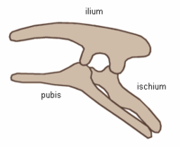 Ornithischian pelvic structure