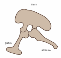 Saurischia pelvis structure