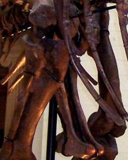 T. rex pelvis and thighbones, showing the saurischian pelvis. Picture taken at the Field Museum of Natural History