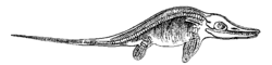 Ichthyosaur illustration from 1863