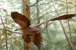 Model of Microraptor at American Museum of Natural History, New York City