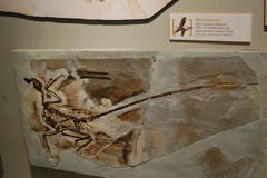 A cast of a fossil Microraptor gui with preserved feathers.