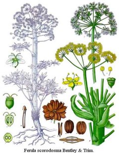 Ferula scorodosma syn. assafoetida