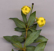 Berberis gagnepainii flower detail (flowers 7 mm diameter).