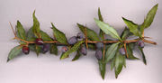 Berberis gagnepainii fruit.