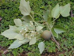 Candlenut (Aleurites moluccana) foliage, flowers and nut