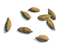 Cardamom fruit as used as spice.