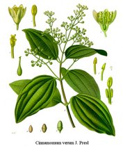 Cinnamomum verum, from Koehler's Medicinal-Plants (1887)