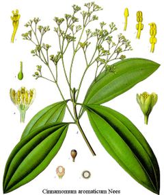 from Koehler's Medicinal-Plants (1887)