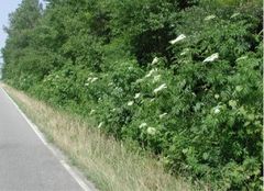 American Elders in flower, Pamplico, South Carolina