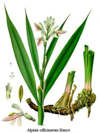 Lesser Galangal (Alpinia officinarum)
