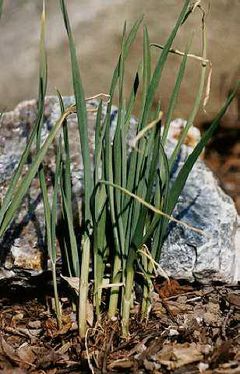 Garlic plants