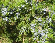 An Eastern Juniper in October laden with ripe cones.