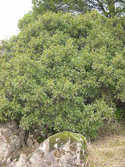 Mastic shrub