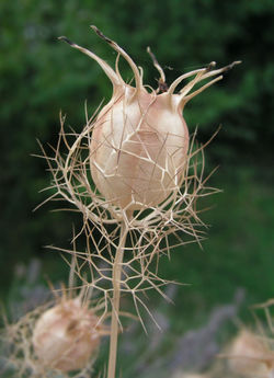 Nigella damascena seed capsule