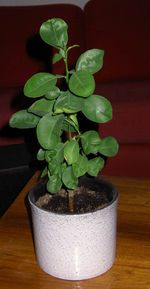 A small paprika plant