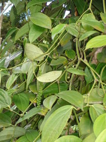 Pepper plant with immature peppercorns