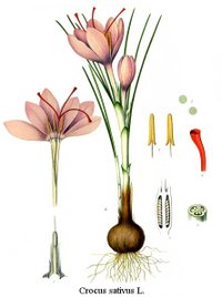 Crocus sativus (saffron crocus) botanical illustration from Kohler's Medicinal Plants (1887).