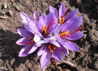 Saffron crocuses under cultivation in Italy.