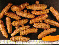 Turmeric rhizomes