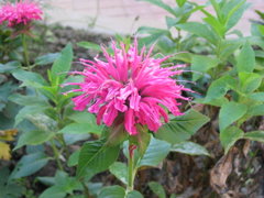 Bee Balm