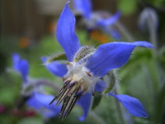 Borage flower