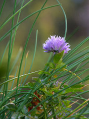 close-up of a flower