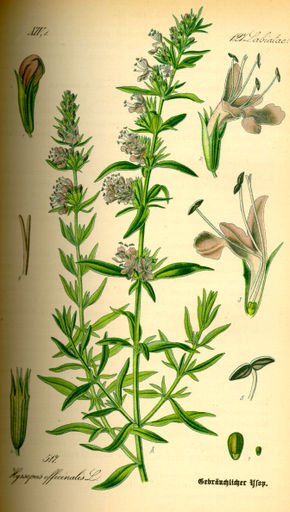 Herb Hyssop Hyssopus officinalis