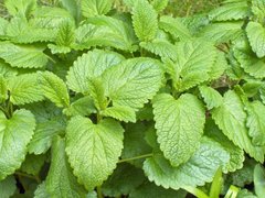 Lemon Balm - leaves