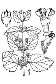 Lemon Balm