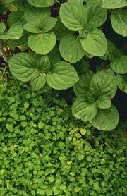 Peppermint (large leaves) and Corsican mint plants.