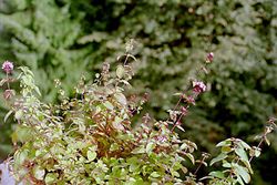 Oregano growing in a field.