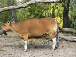 Banteng in Disney's Animal Kingdom
