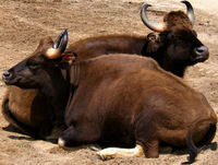 Gaur in Captivity